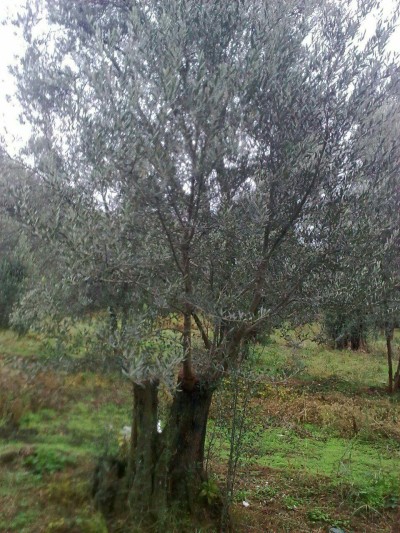 photo 2019 02 03 15 33 39