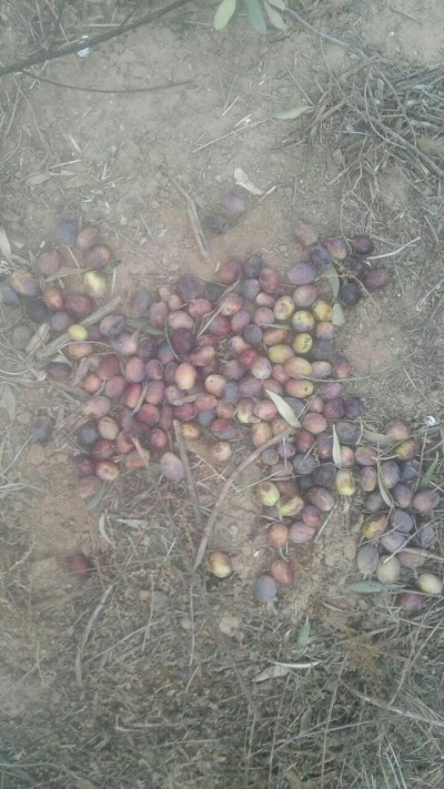 photo 2019 02 03 15 33 44